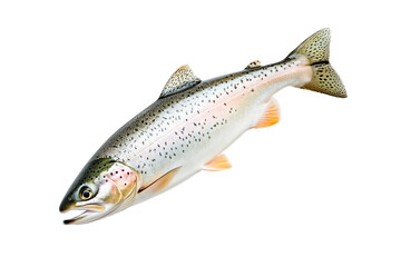 Naklejka premium Closeup of trout fish with spotted scales, fins and open mouth isolated on white transparent background, concept of wildlife
