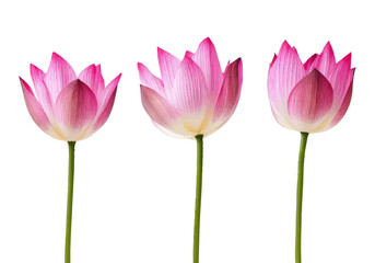 Elegant Close-Up of Three Pink Lotus Flowers in Full Bloom on a White Background