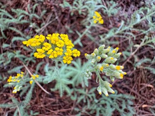Achillea tomentosa 'Aurea', perennial plant with yellow blossoms. Close up detailed shot. Achillea tomentosa, commonly known as woolly yarrow, is a flowering plant in the family Asteraceae.
