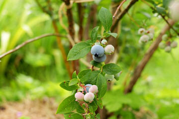 close-up of homegrown blueberries. A perfect ingredient for a balanced diet, rich in vitamins and antioxidants for a healthy lifestyle
