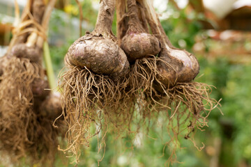 Close-up of organic garlic bulbs hanging to dry after harvest. Natural preservation techniques ensure fresh, flavorful, and nutritious garlic for future culinary use