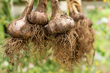 Homegrown garlic drying for preservation, eco-friendly gardening. Example of natural food storage techniques