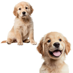 Obraz premium Golden retriever puppy in two adorable poses, cut out 