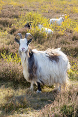 Obraz premium Portrait of Dutch country goat in a sunny nature herbal field Scharreveld in Eursinge Drenthe The Netherlands
