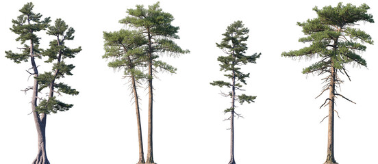Set of Pinus strobus and Pinus lambertiana frontal isolated png on a transparent background perfectly cutout