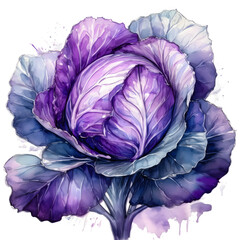 Obraz premium A watercolor painting of a purple cabbage, its leaves rendered with soft washes and intricate details against a white background