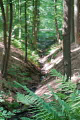 Fern (Polypodiales)growing in front of a small forest valley with a stream flowing and sun shining though the leafs, North Rhine-Westphalia, Germany