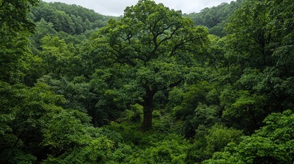 Fototapeta premium Large ancient oak tree stands prominently in the center of a dense green forest valley.