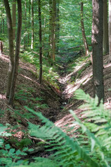 Small forest valley with a stream flowing and sun shining though the leafs, North Rhine-Westphalia, Germany