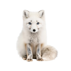 Obraz premium Arctic fox with bright blue eyes, cut out 