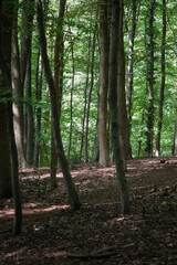 Obraz premium Dark beech tree forest silhouette with fright green sunlit background, North Rhine-Westphalia, Germany