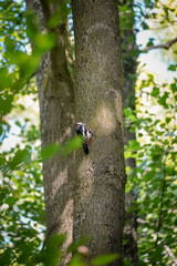 Sunlit Great Spotted Woodpecker (Dendrocopos major) looking to the right while being on a tee trunk, Germany