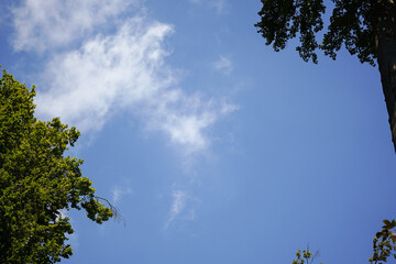 Clear blue sky with small white cloud and leaf trees in the corners, view from the bottom
