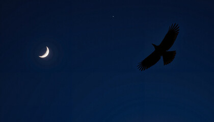 Fototapeta premium Flying bird beneath crescent moon in night sky, mystical symbolism