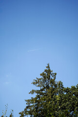Needle tree to with clear blue sky background and a plane with a white trail flying, Germany