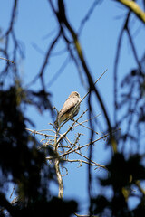 Close up of Buzzard (Buteo buteo) sitting on top of a dead tree while it is picking its feathers, through tree branches, North Rhine-Westphalia, Germany