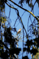 Grey Buzzard (Buteo buteo) sitting on top of a dead tree with a needle tree branch frame around it, North Rhine-Westphalia, Germany