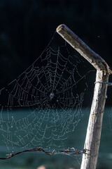 Spinnennetz