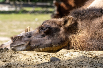 Bactrian camel, Camelus bactrianus in a german park
