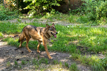 Fototapete bei efototapeten.de bestellen   
