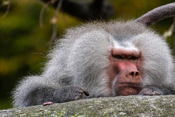 The hamadryas baboon, Papio hamadryas is a species of baboon