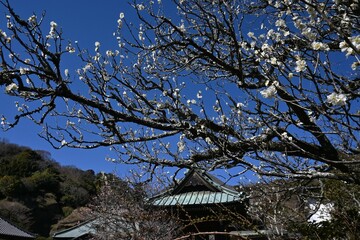 Ume (Japanese apricot) blossoms in full bloom in a Japanese garden. Viewing Ume blossoms is a seasonal tradition of early spring for Japanese people.