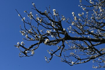Ume (Japanese apricot) blossoms in full bloom in a Japanese garden. Viewing Ume blossoms is a seasonal tradition of early spring for Japanese people.