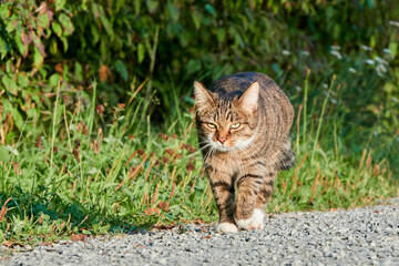 schleichende Katze