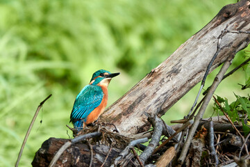 Eisvogel, Fokus