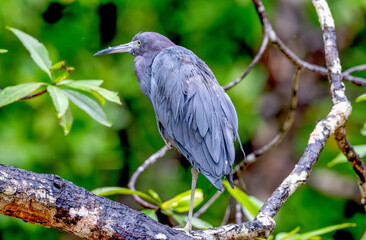 Closeup of a little blue heron perched on a tree branch.