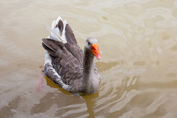 Duck is the common name for numerous species of waterfowl in the family Anatidae.
