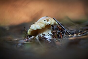 mushrooms in the forest