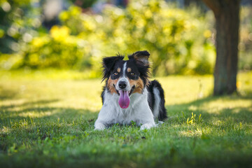 
border collie lying in the grass