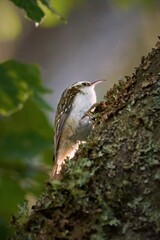 a creeper on a branch