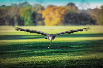 vulture in flight