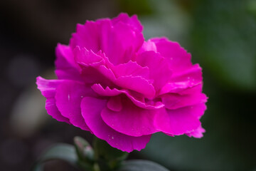Obraz premium pink rose flower