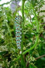 The caterpillar of a swallowtail butterfly (Papilio machaon) photographed in Tremosine.