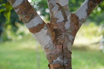 Naklejka premium Patterned bark of a Dipteryx odorata tree, known as cumaru or kumaru teak. The tree produces the tonka bean, a popular spice and medicinal seed. Terra do Caju village, Amazonas, Brazil.