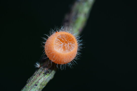 Tropical cup fungus (Cookeina Tricholoma), family Sarcoscyphaceae in the Amazon rainforest, state of Amazonas, Brazil.
