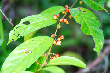 Berries and leaves of the Siparuna Guianensis shrub in the Amazon rainforest, Brazil. The fruits...