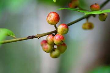 Berries and leaves of the Siparuna Guianensis shrub in the Amazon rainforest, Brazil. The fruits...