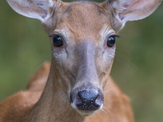 Ultra-close up of the face of a White-tailed Deer looking into the camera
