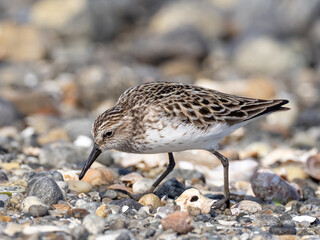 An adult Semipalmated Sandpiper in worn alternate, summer plumage feeding on a pebbly beach,