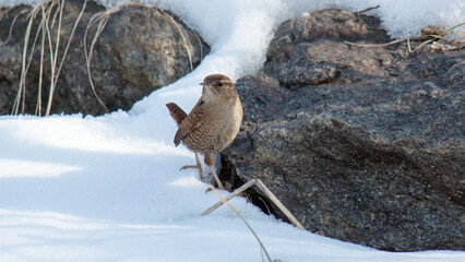 bird in snow