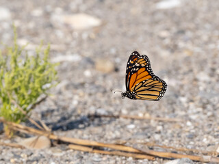 A Monarch butterfly in flight towards a green plant on a sandy beach. © Christopher