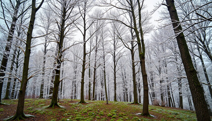 Obraz premium Icy branches in a sheltered grove on overcast afternoon, winter tranquility