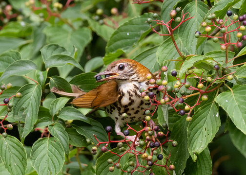 A young Wood Thrush perched amongst, and feeding on, the berries of an Elderberry tree - Powered by Adobe