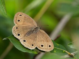 A Little Wood Satyr butterfly perched with open wings on a leaf