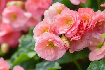 Vibrant Close-Up of Blooming Pink Begonias in a Lush Summer Flowerbed
