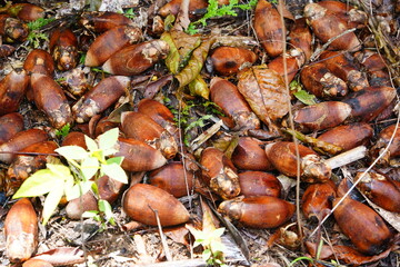 Fruits of the babassu palm (Attalea speciosa) under the tree on the floor of the Amazon rainforest. They are used to make medicines, beauty products and drinks. Terra do Caju, Autazes, Brazil.